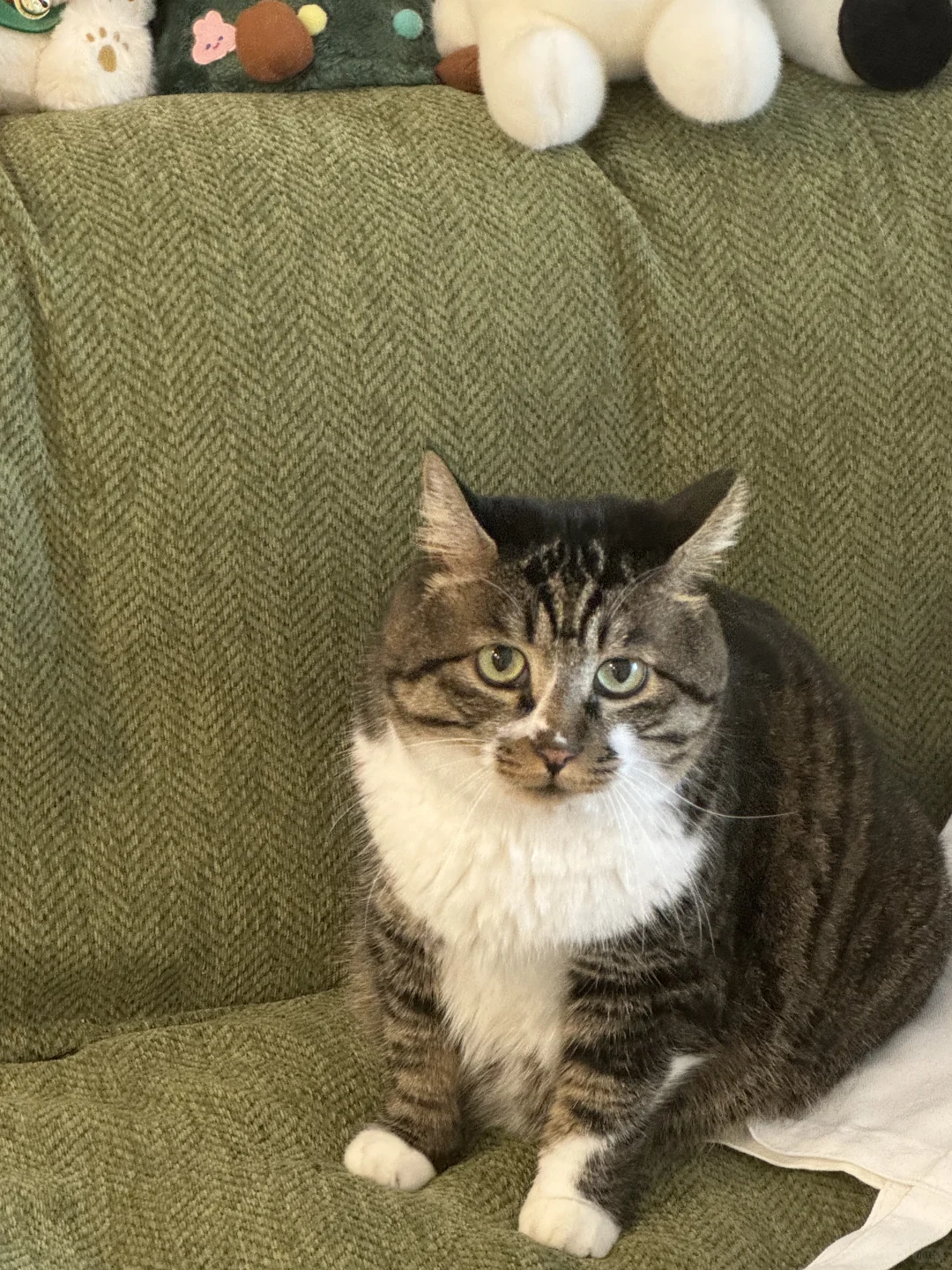 今天是求助 残疾猫咪的断脚应该如何保护🥹