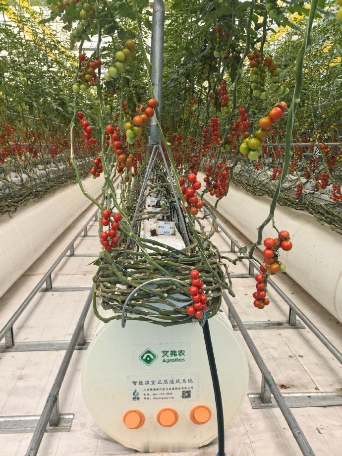 走进未来之城 借助金融与互联网的有力支持，雄安智慧农业番茄突破地域限制，快速走进