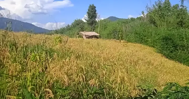 军事冲突与天灾双重打击，缅甸玉米 水稻农户严重亏损