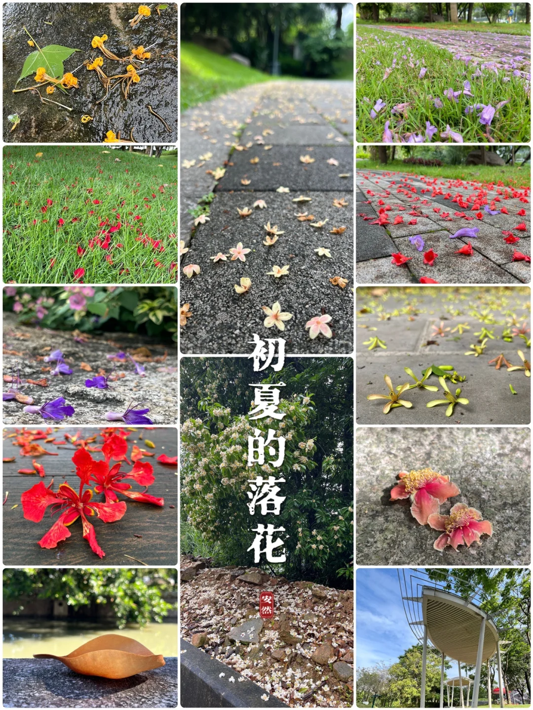 福州植物美图｜初夏的落花，你认识几种呢？