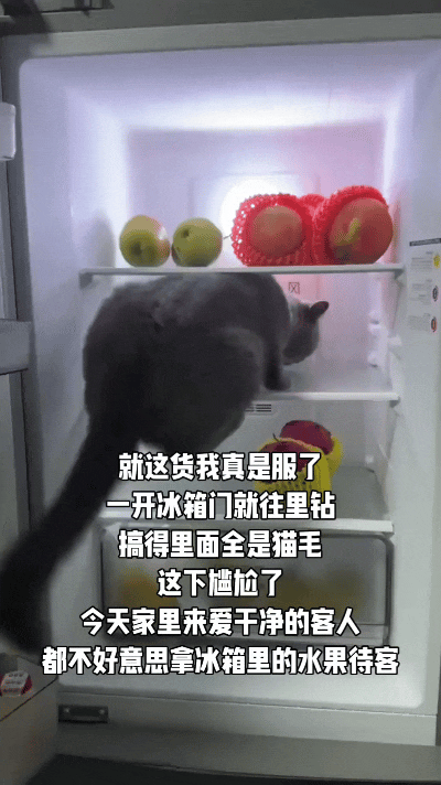 哎呀，看完这视频我真是又好气又好笑！这猫也太会找凉快地方了，一开门直接钻冰箱里避