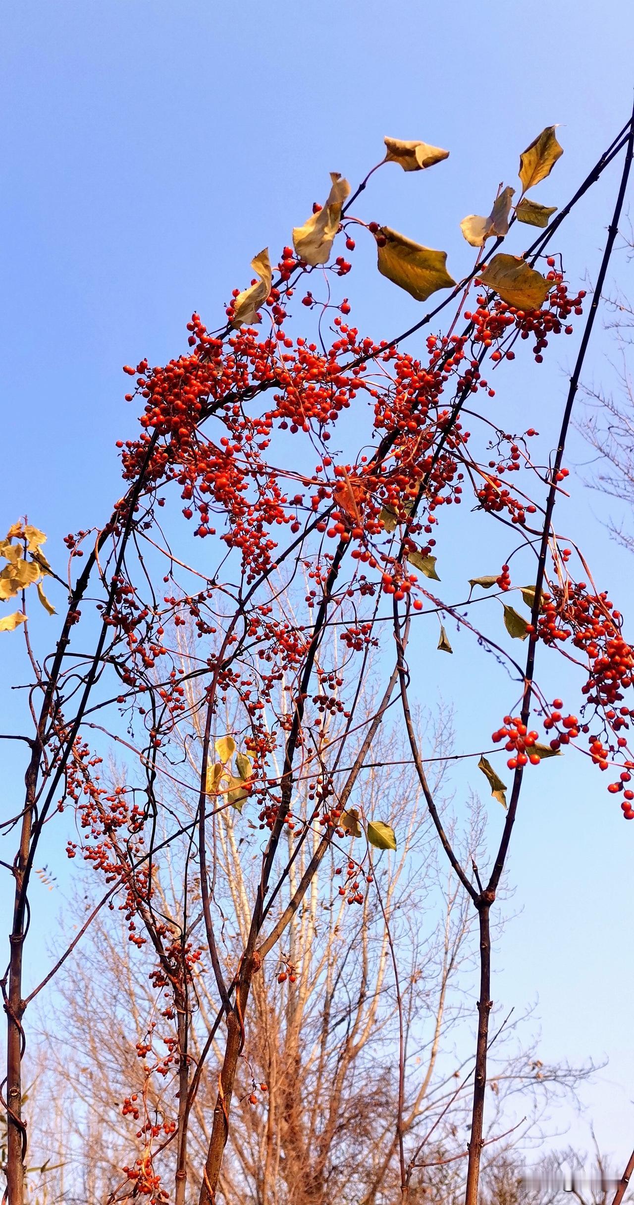 野地里有那么一种攀缘植物，这个时候，枝蔓上挂满了红色的小果。再过些日子，或者等一