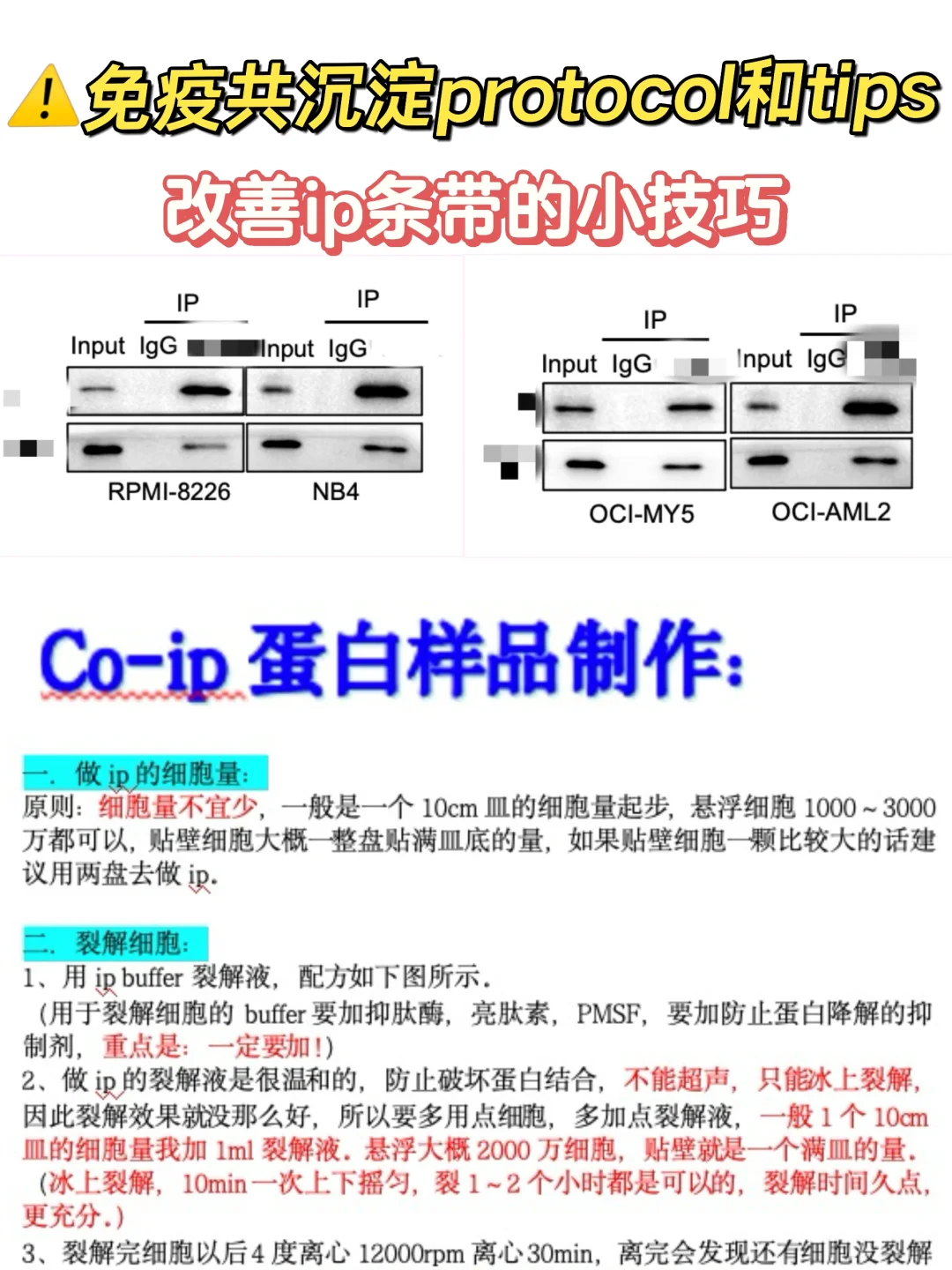 手把手教Co-ip改善条带（protocol 和tips