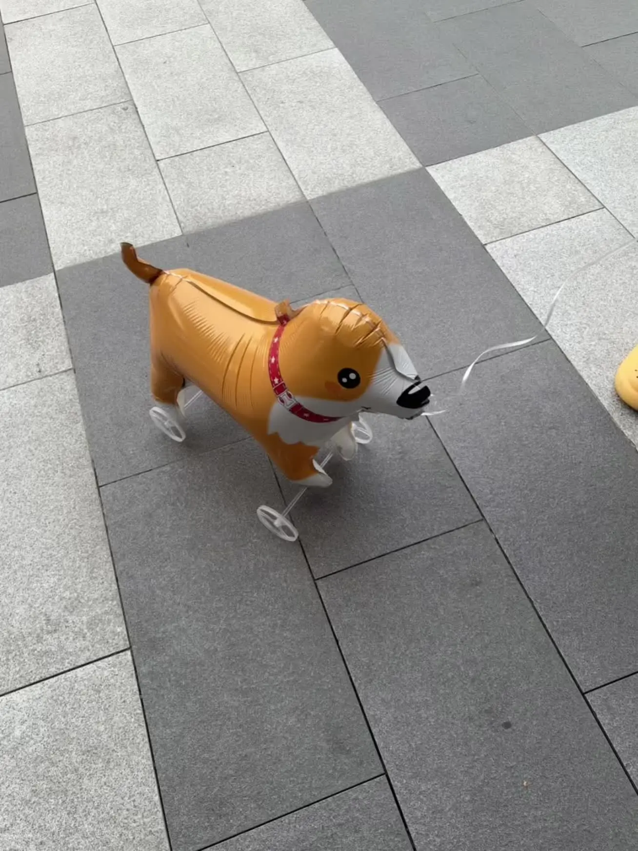 买了个新宠物 高兴得不得了