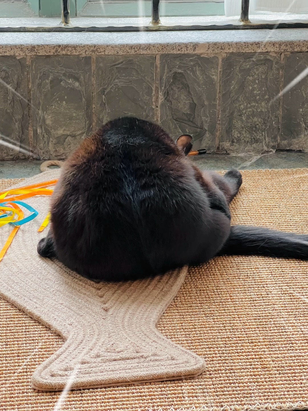 背影看著就香🍙#蝦蝦不可以太可愛# ​​​