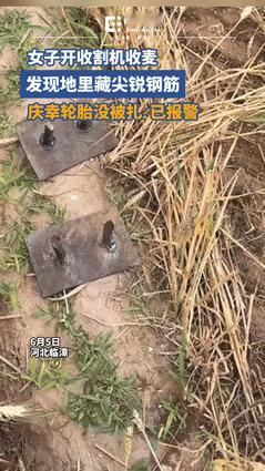“人心险恶！”河北，一女子在开收割机割麦时，突然发现地里藏着两个十分锐利的钢筋，