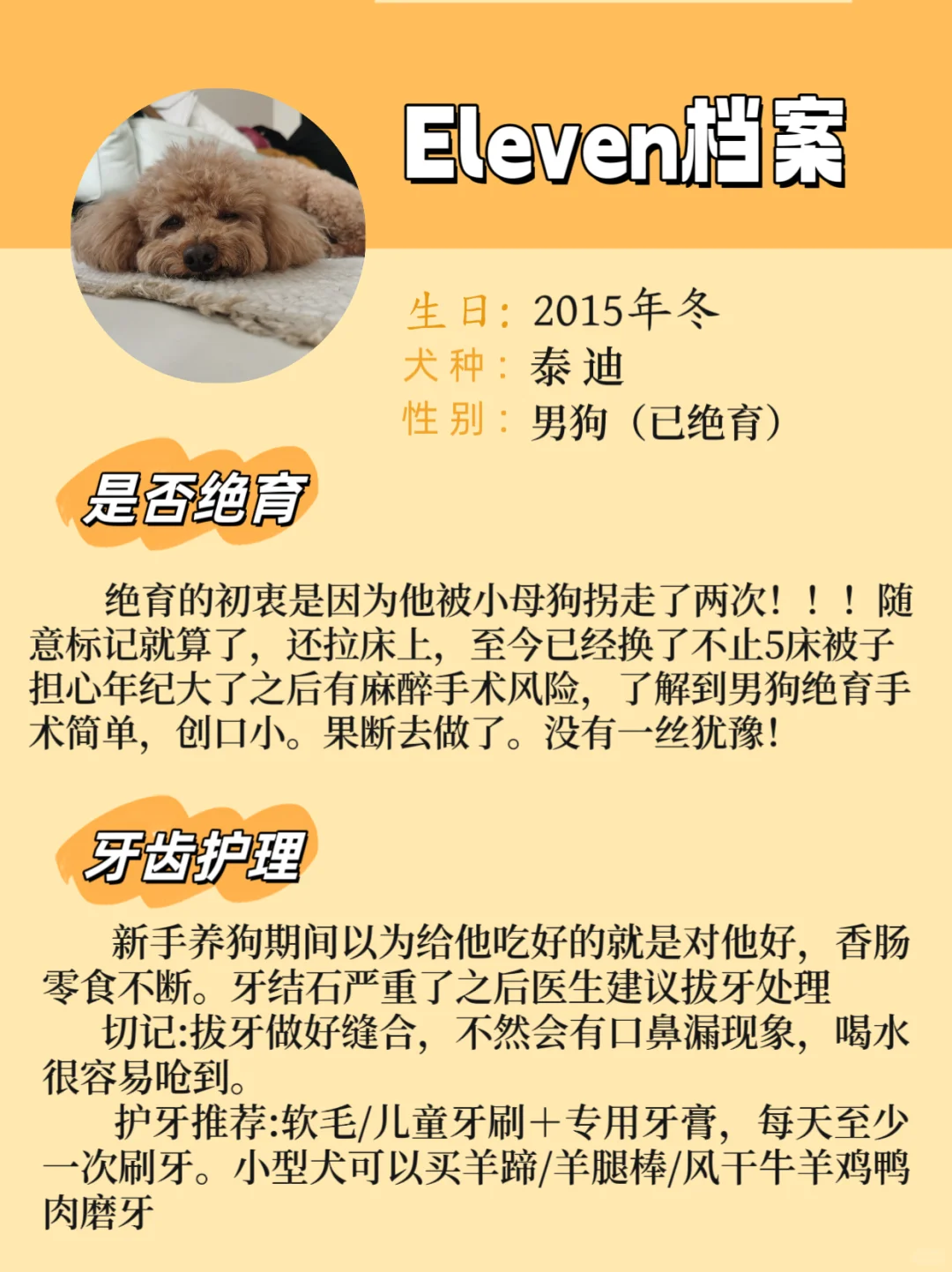 10周岁泰迪的狗生档案♡日常养护