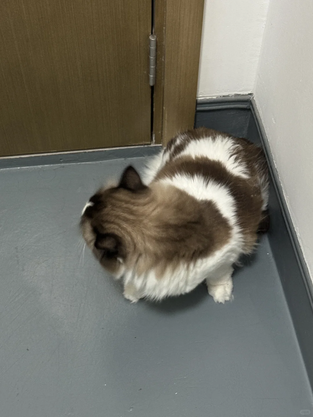 找猫团队还是有点东西的