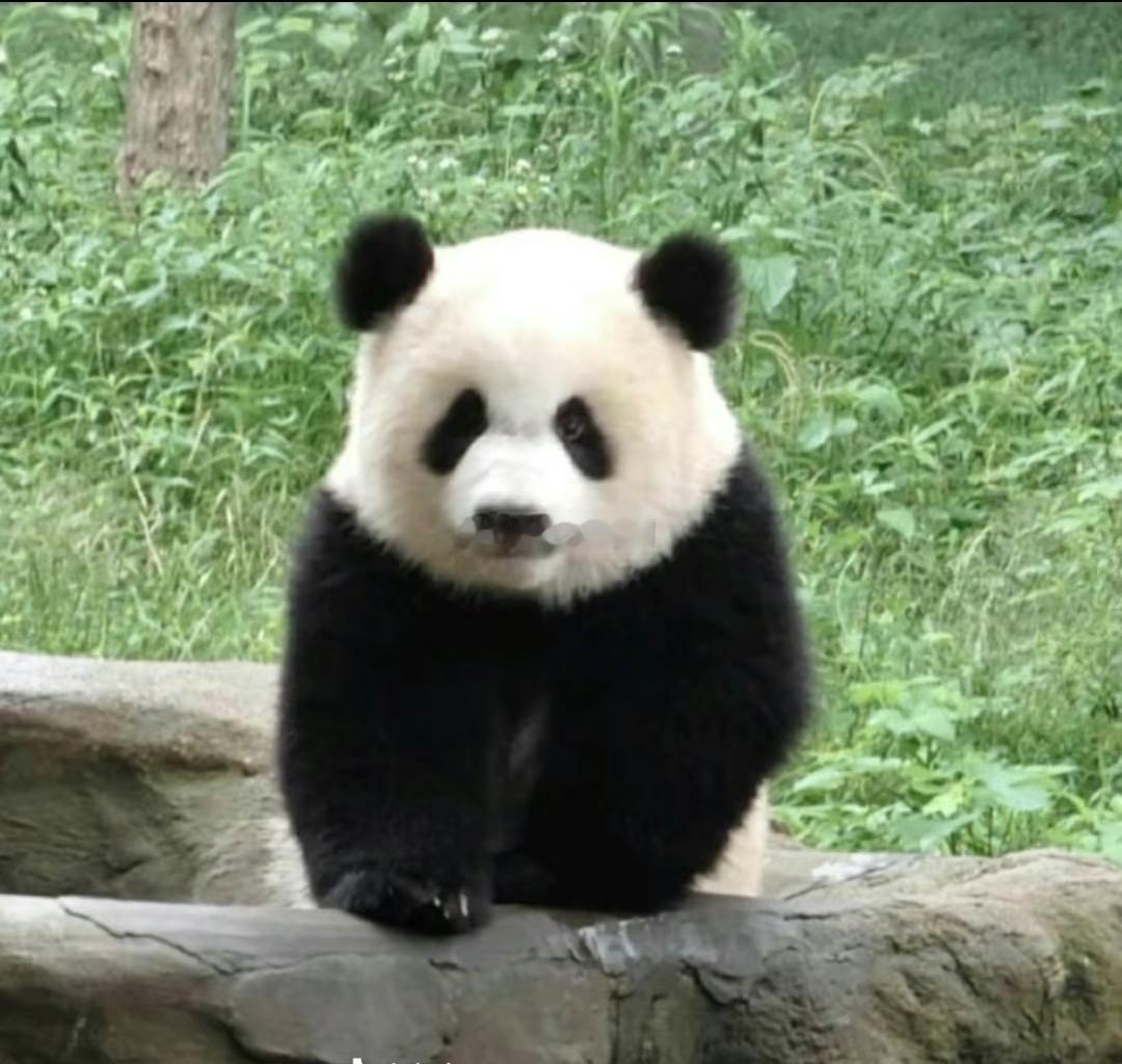渝爱虫洞乱不乱，爱姐说了算，疯狂吸爱姐，我爱姐就是好看。 ​​​