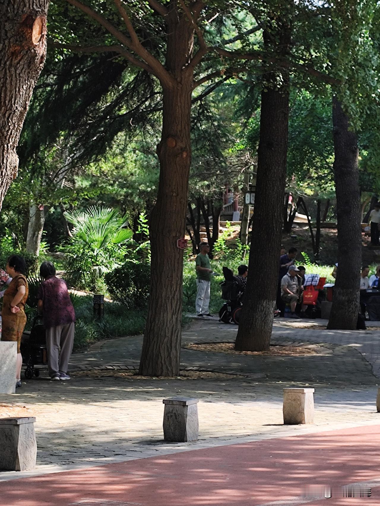 悠闲度过盛夏！
 
盛夏午后逛西苑公园，满眼葱茏治愈人心。高大雪松、银杏层层叠叠