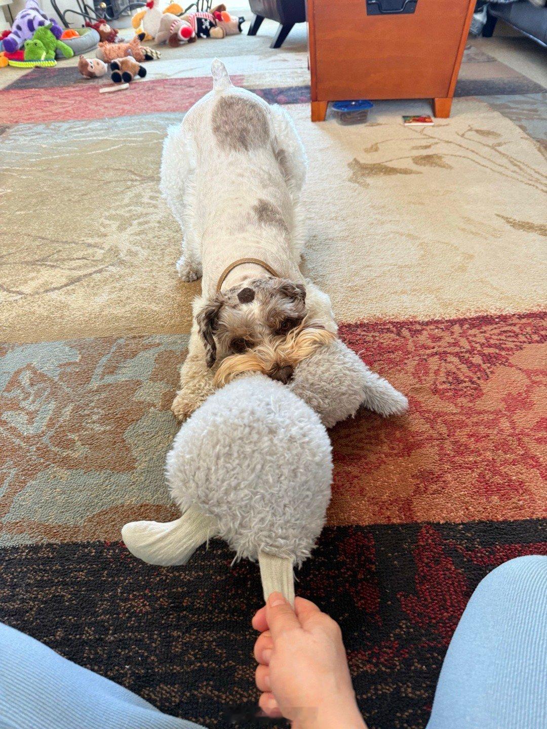 吉哥和麻麻玩tug of war 