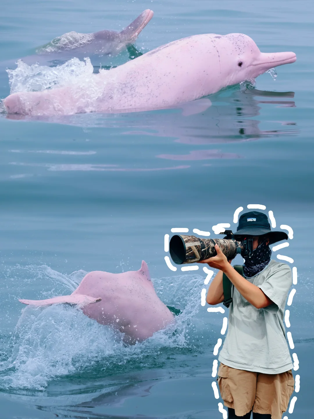 新年接好运！我在广西看到了粉色海豚一家！