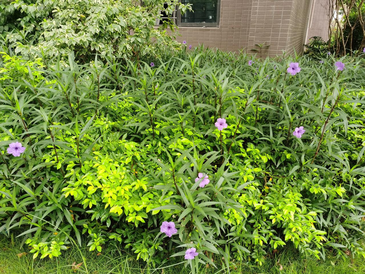 #秋日生活打卡季# 风中劲草，蓝花草。在这凉爽的秋天里，绽放出绚丽多彩的花朵。