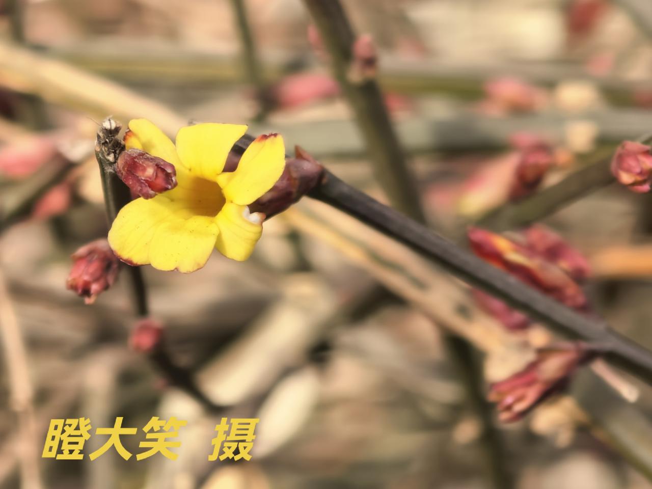 一夜东风送暖来，寒枝忽见万花开。
料峭春风吹未尽，黄花先占第一春。
虽是余寒未消