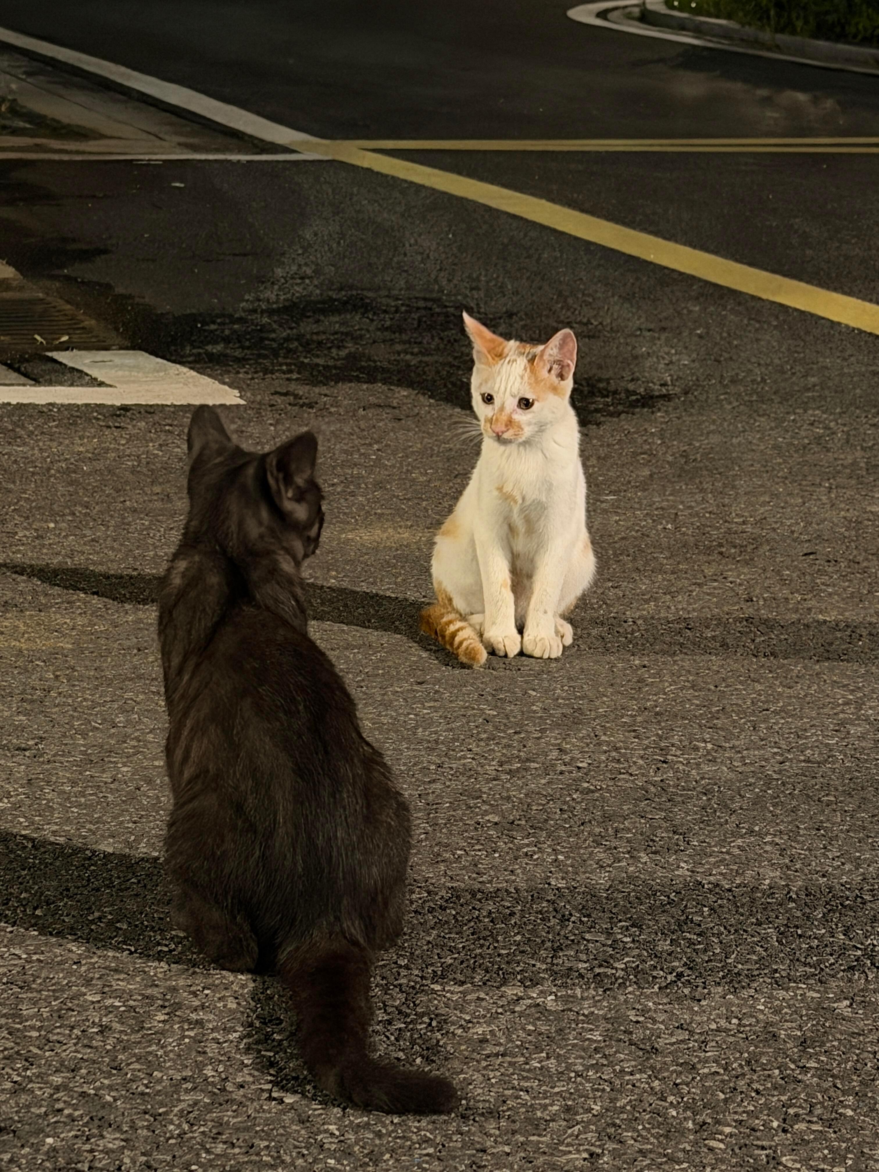两只深情对望的小猫 ​​​