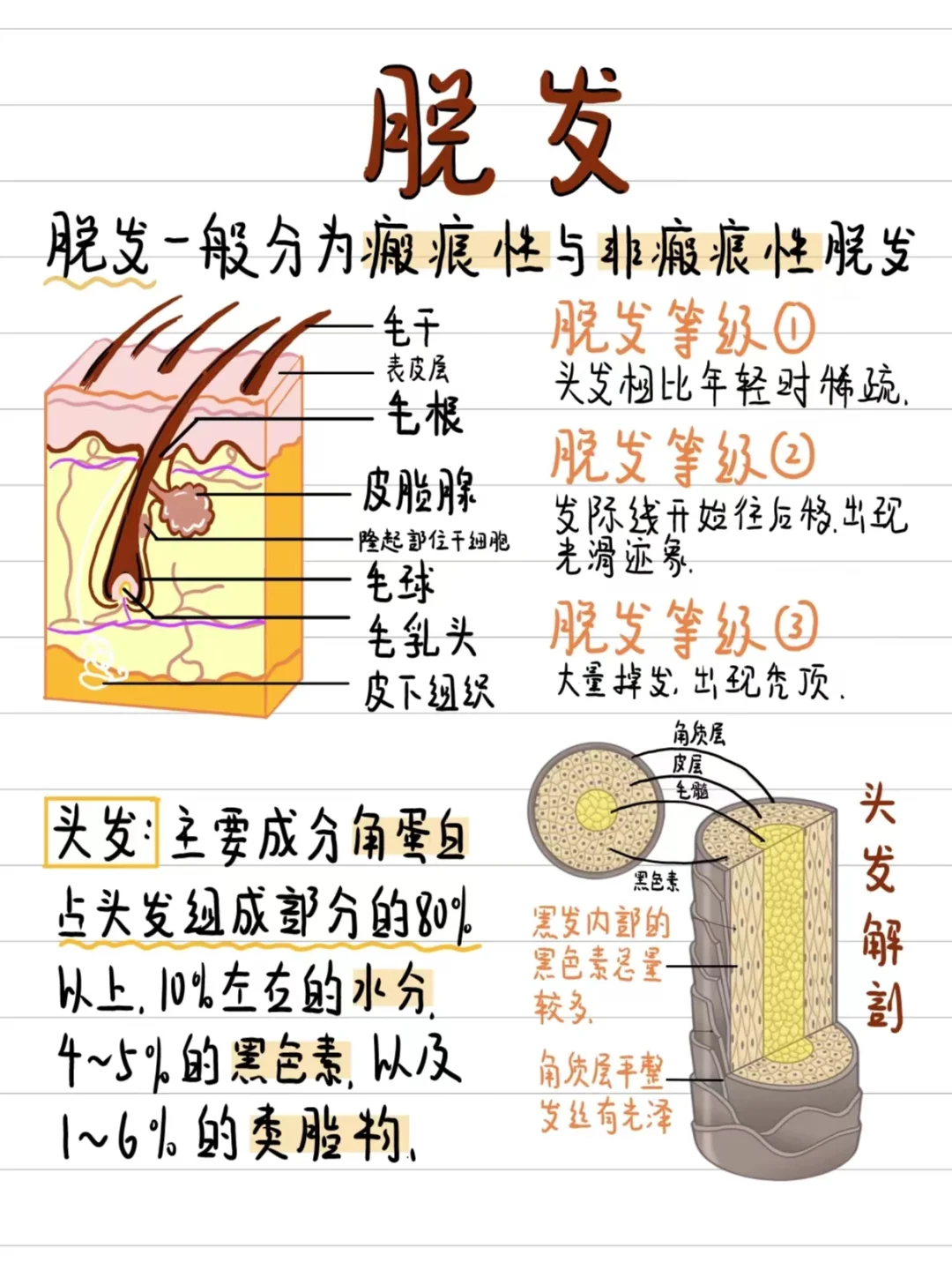 医学生笔记一些关于脱发的冷知识