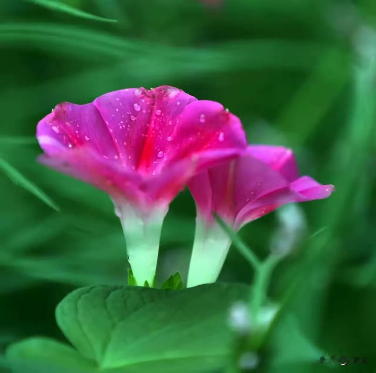 牵牛花开