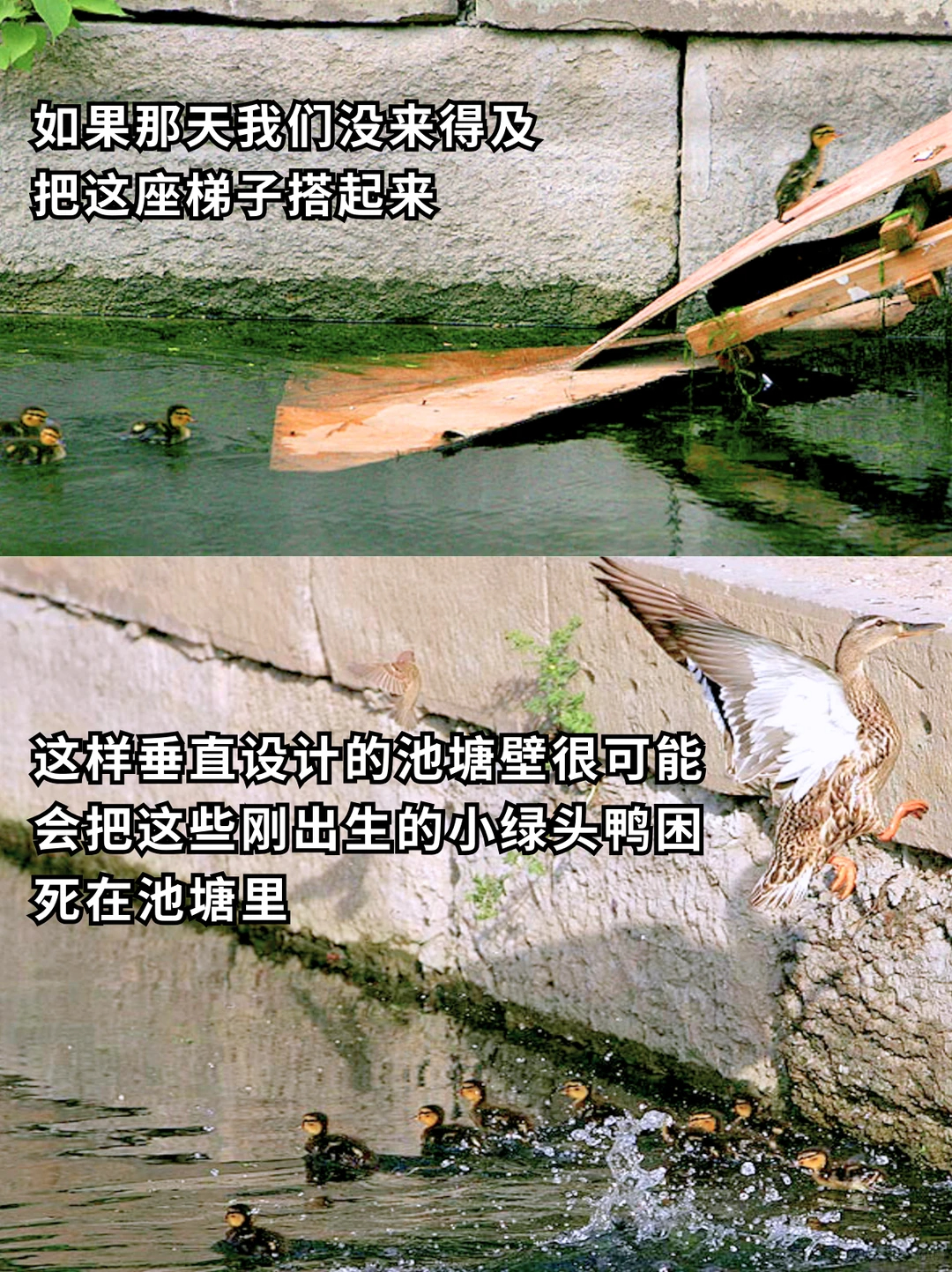 如果那天我们没来得及把这座梯子搭起来，这样垂直设计的池塘壁很可能会把这些刚出生的