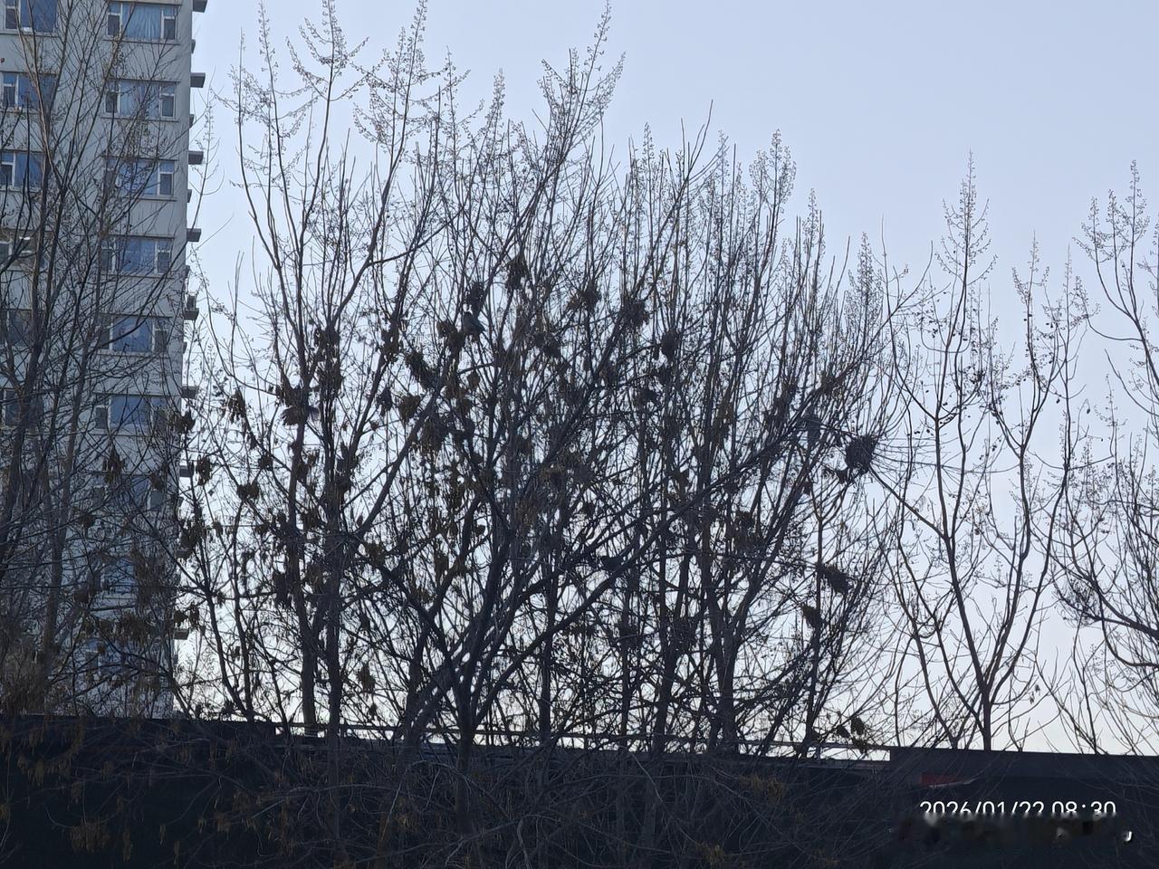 每天都能看到喜鹊来
把最美好的祝福送给大家:
喜事迎门。