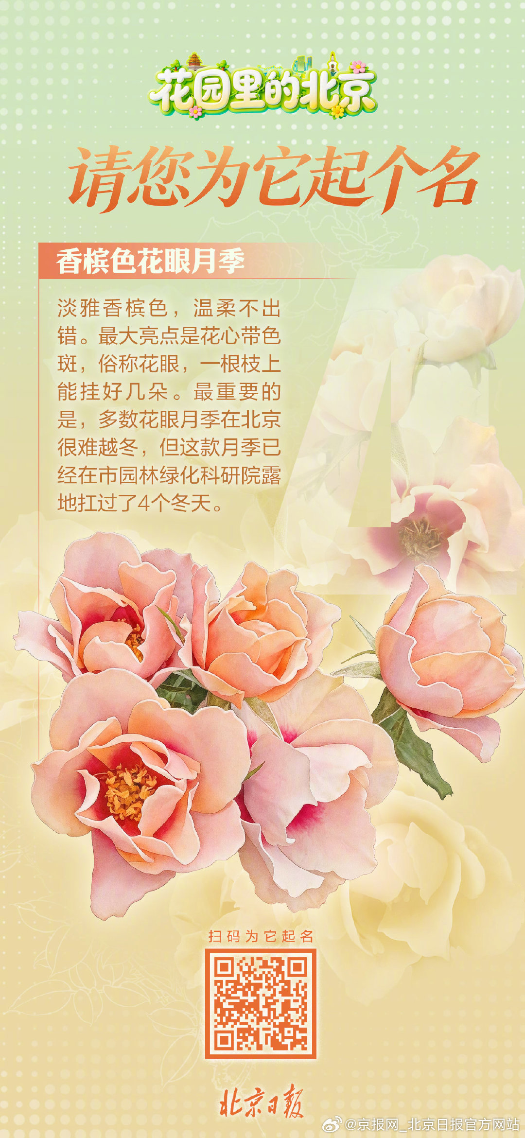 【#北京月季起名天才就是你# 】#525北京4款新月季表白北京# 今年春夏，京城