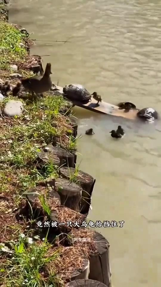 小鸭上岸。
阿生趣闻。
注意看，这是在河边拍到的滑稽又温馨的一幕。一群小鸭子想要