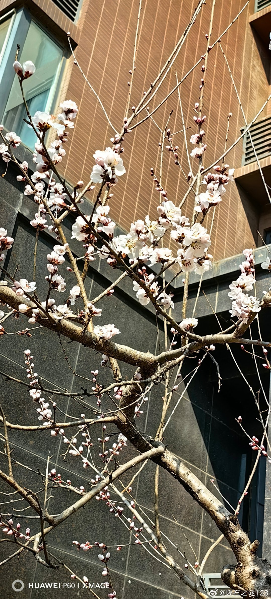 北京的春天姗姗来迟。随手拍春天北京的春天桃花