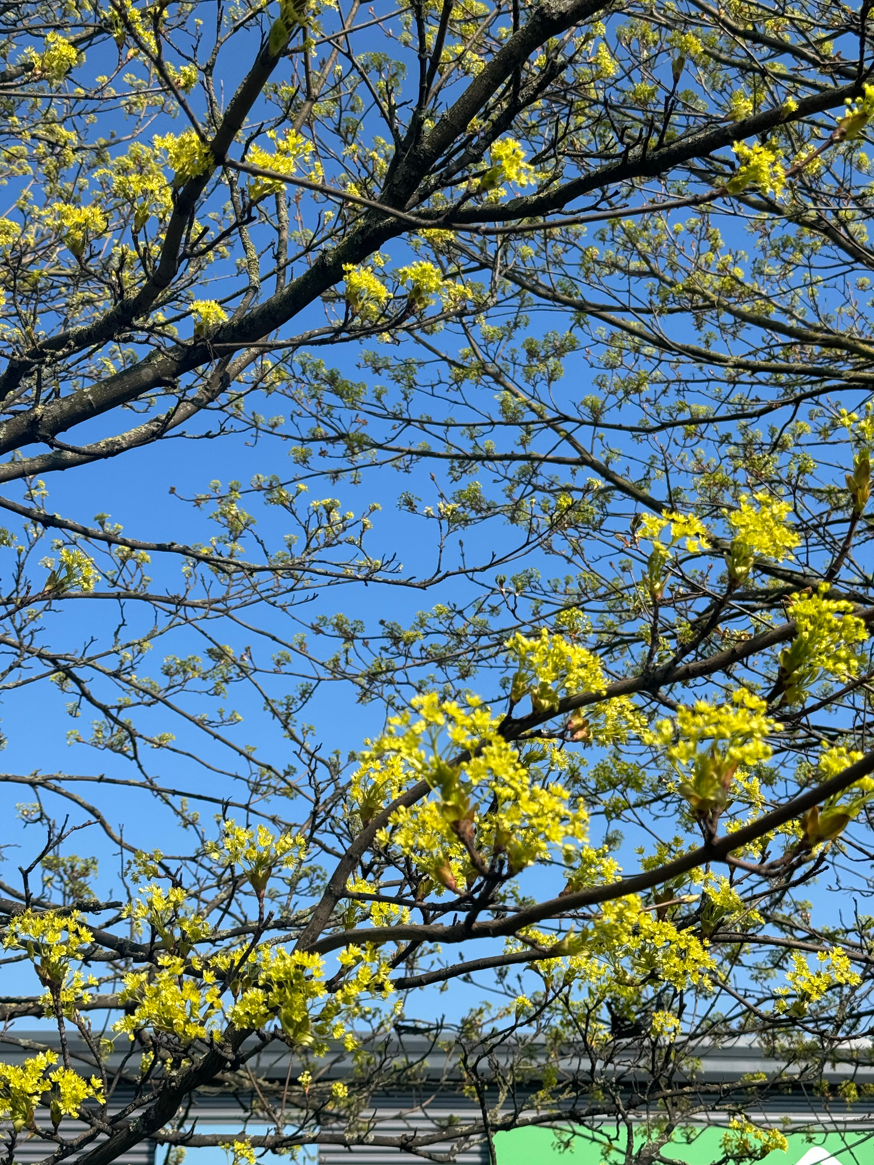 去年今日生机勃勃的春天 