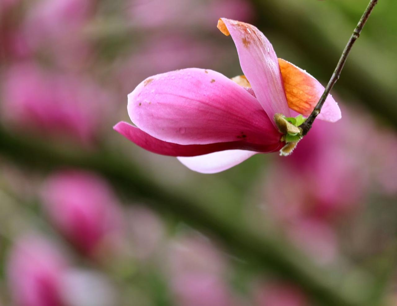 春雨润玉兰，粉瓣凝清露，一瓣春心，落满枝头温柔。