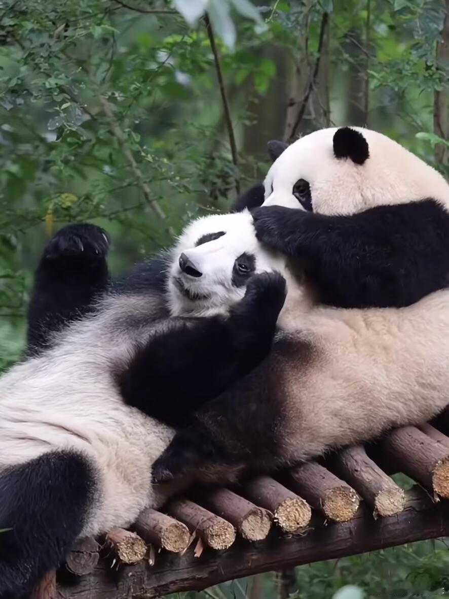 大头爱大头，原来花花也喜欢rua别熊脑袋啊！  花：瓜妹，瓜妹，来试试姐姐最近刚