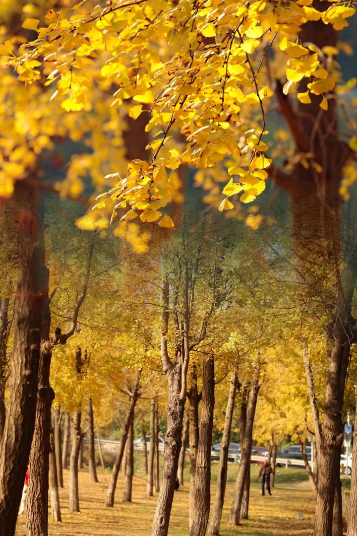不敢相信🍂这么美的银杏大道在东钱湖｜攻略