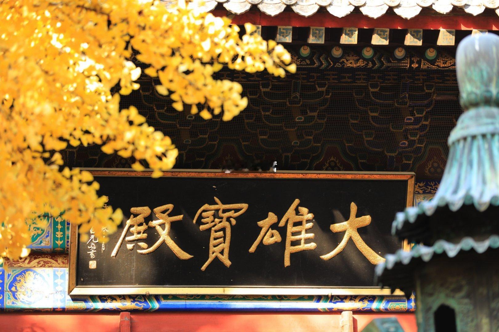 红螺寺千年银杏黄摄影