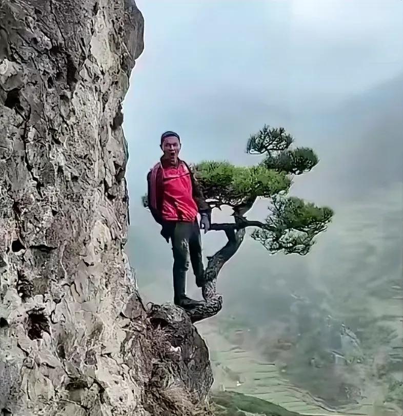 掉下去景区用不用承担责任？

这种人脑袋怎么想的，这只是一棵小树，万一踩断了掉下