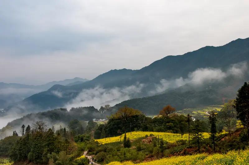 今年春天最想实现的心愿 今年春天，我最想实现的心愿就是去一趟婺源看油菜花。之前一