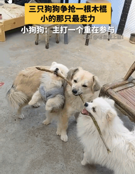 主打一个“重在参与”！两只大狗左右夹击，死死咬住木棍两端，形成对峙之势。那只小不