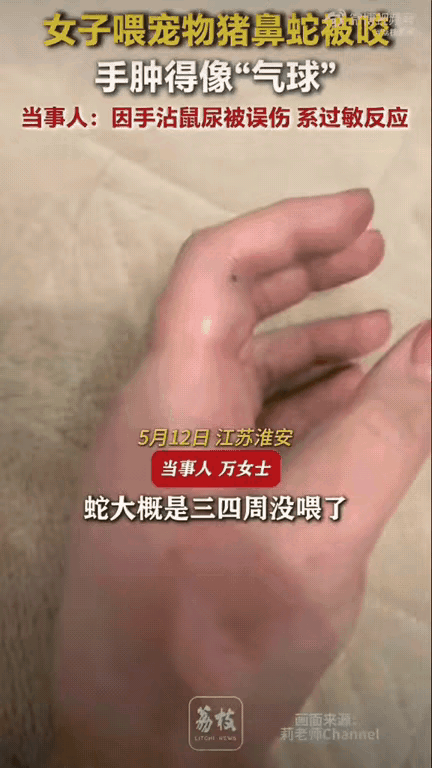离谱又吓人！ 江苏一位女生养了条宠物猪鼻蛇，居然连着三四个星期都没给蛇喂食。当她