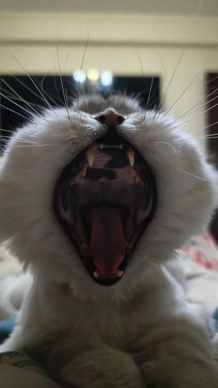 49444【丑猫】 