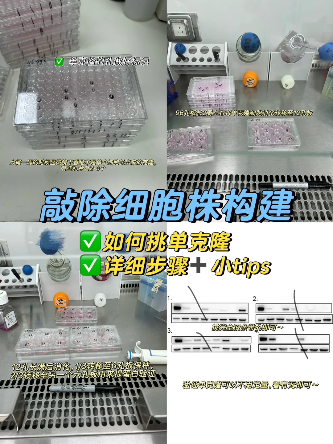 KO细胞系构建详细教程～