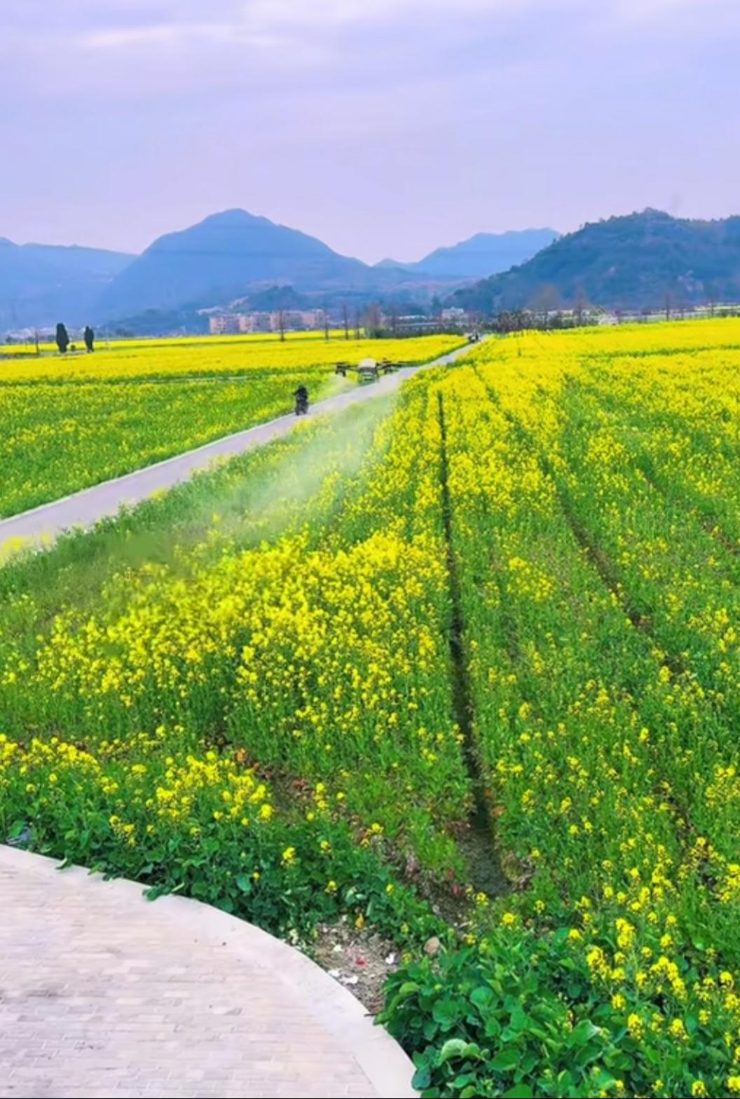 油菜花打药冲上热搜：能打，但不能乱打
 
近日，“油菜花打药”话题引发全网热议：