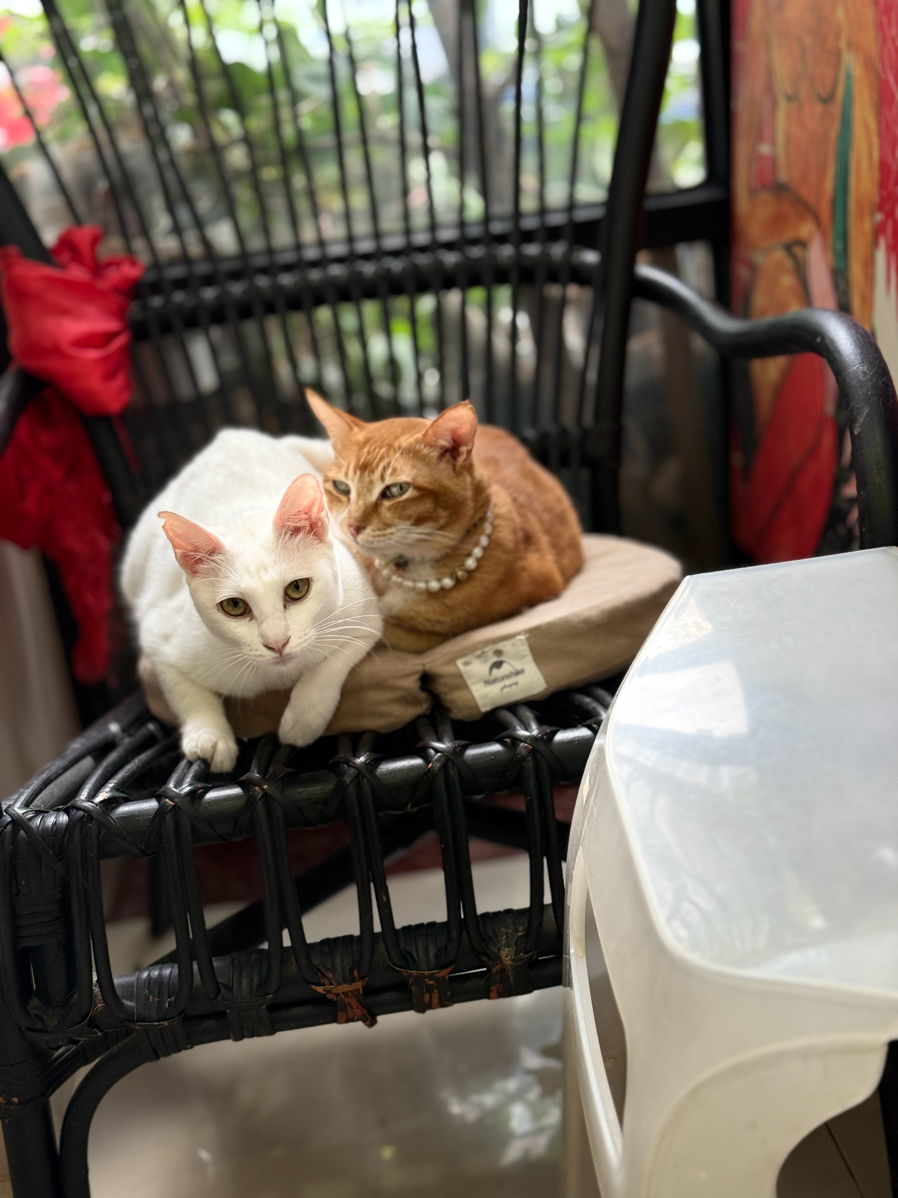 看到偷拍者，感觉两位都不太高兴。猫咪 深圳