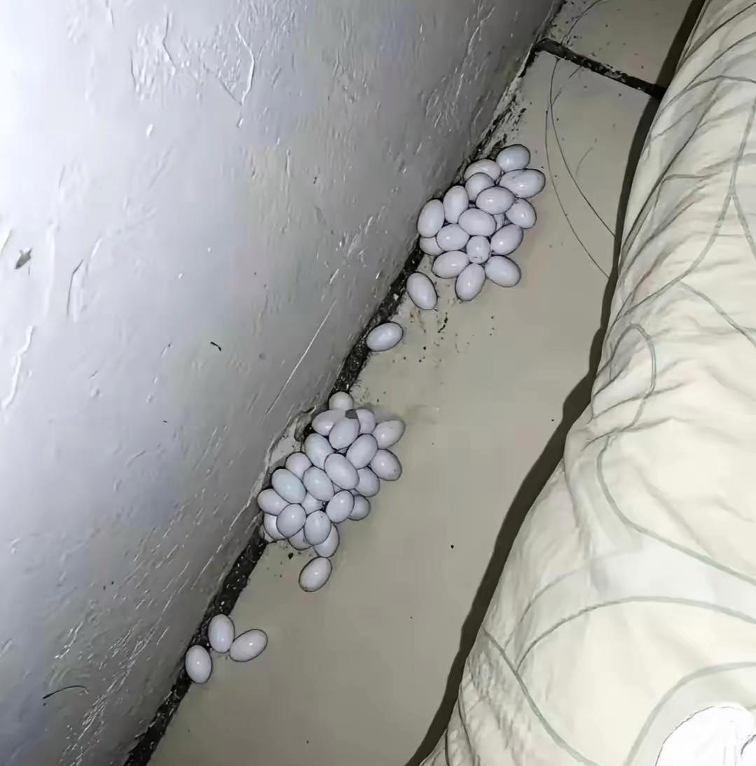 这是什么啊，有人认识吗？床下发现的