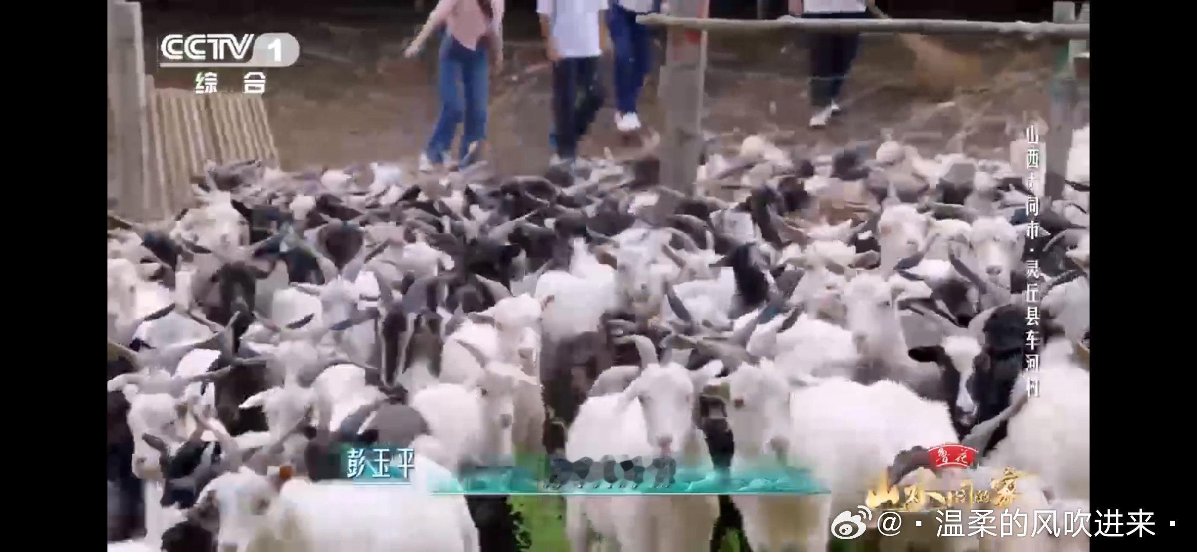 #撒贝宁赶羊伤羊为零自损八百#  自损八百也要逗乐观众，这才是真正的综艺精神！撒