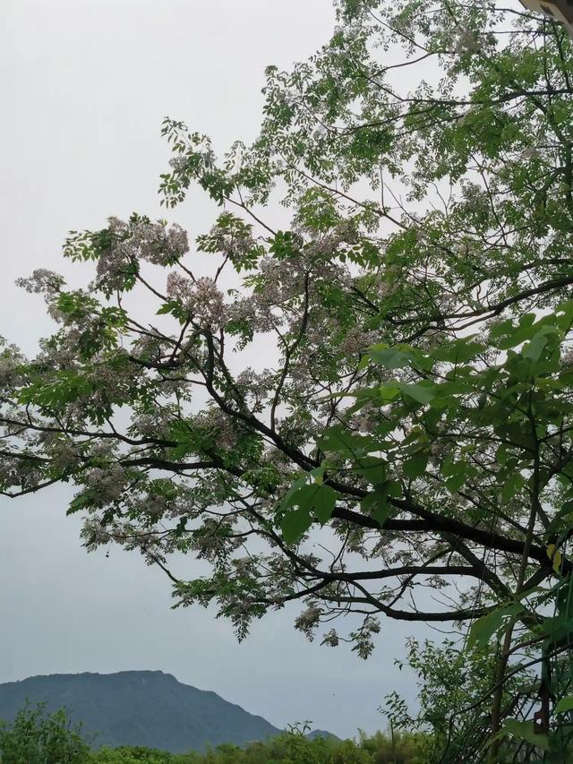 一看准、二定位、三入水，完成这几步后，就开始不停地吃、吃、吃啦[捂脸][捂脸][