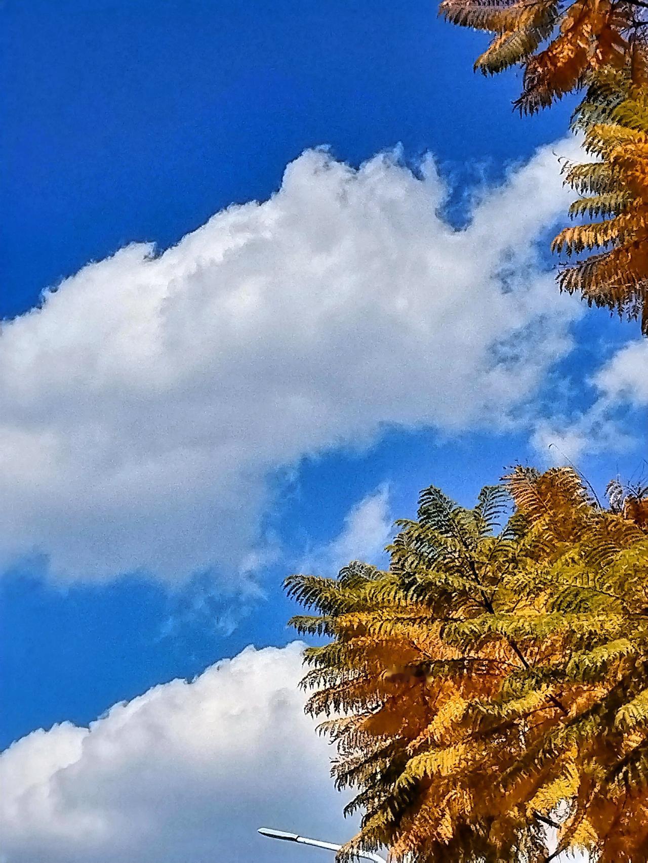 云卷云舒，树影婆娑。立于这方天地间，抬眸仰望苍穹，云朵仿若被大自然的神手肆意揉捻