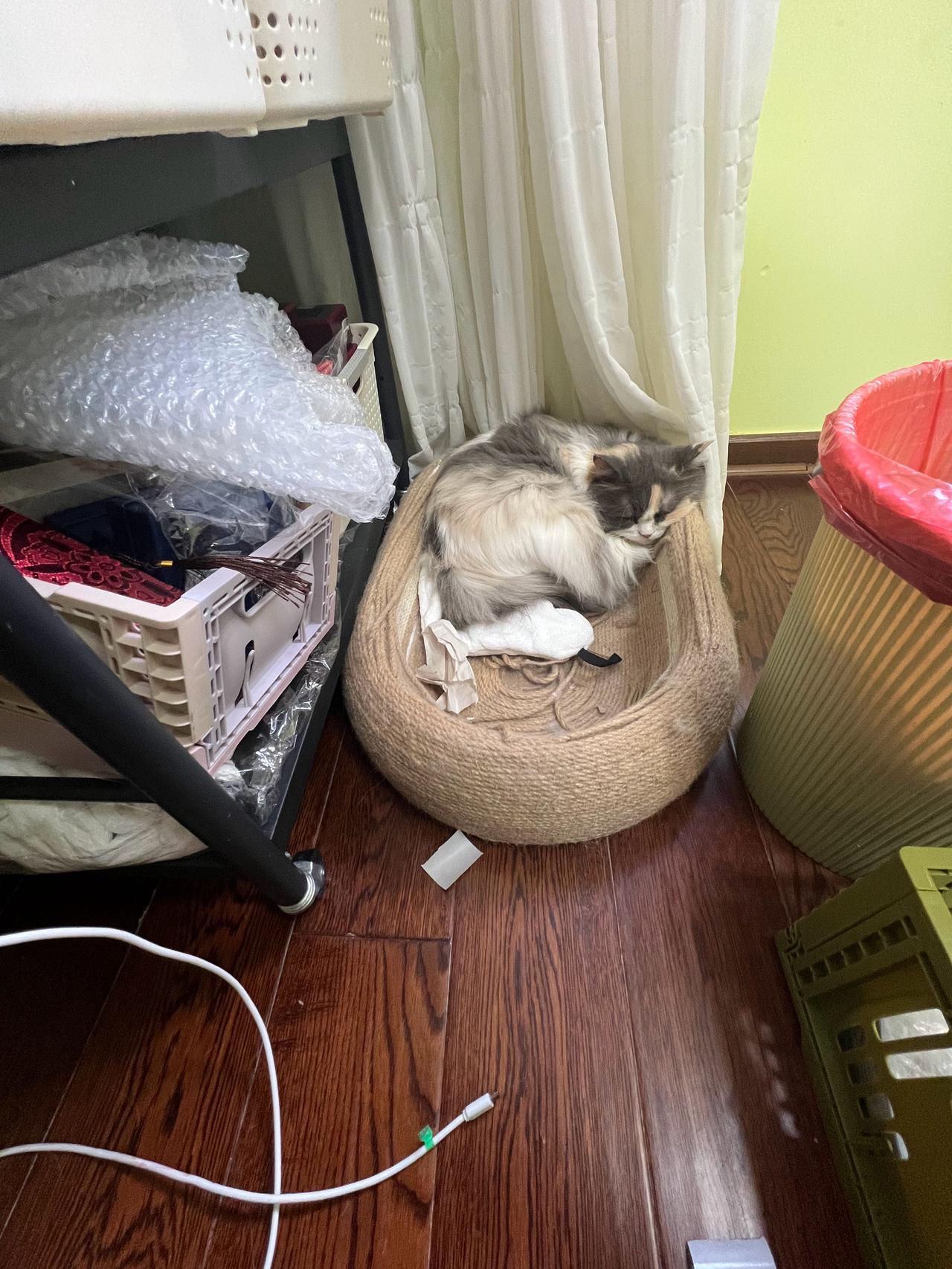 顺子好可爱啊，就这么悄默声的一只猫缩在角落里睡觉💤