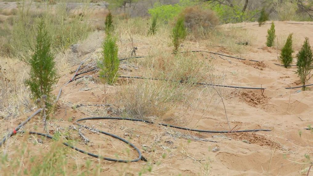 新华视点丨春日焕新景 产业促振兴