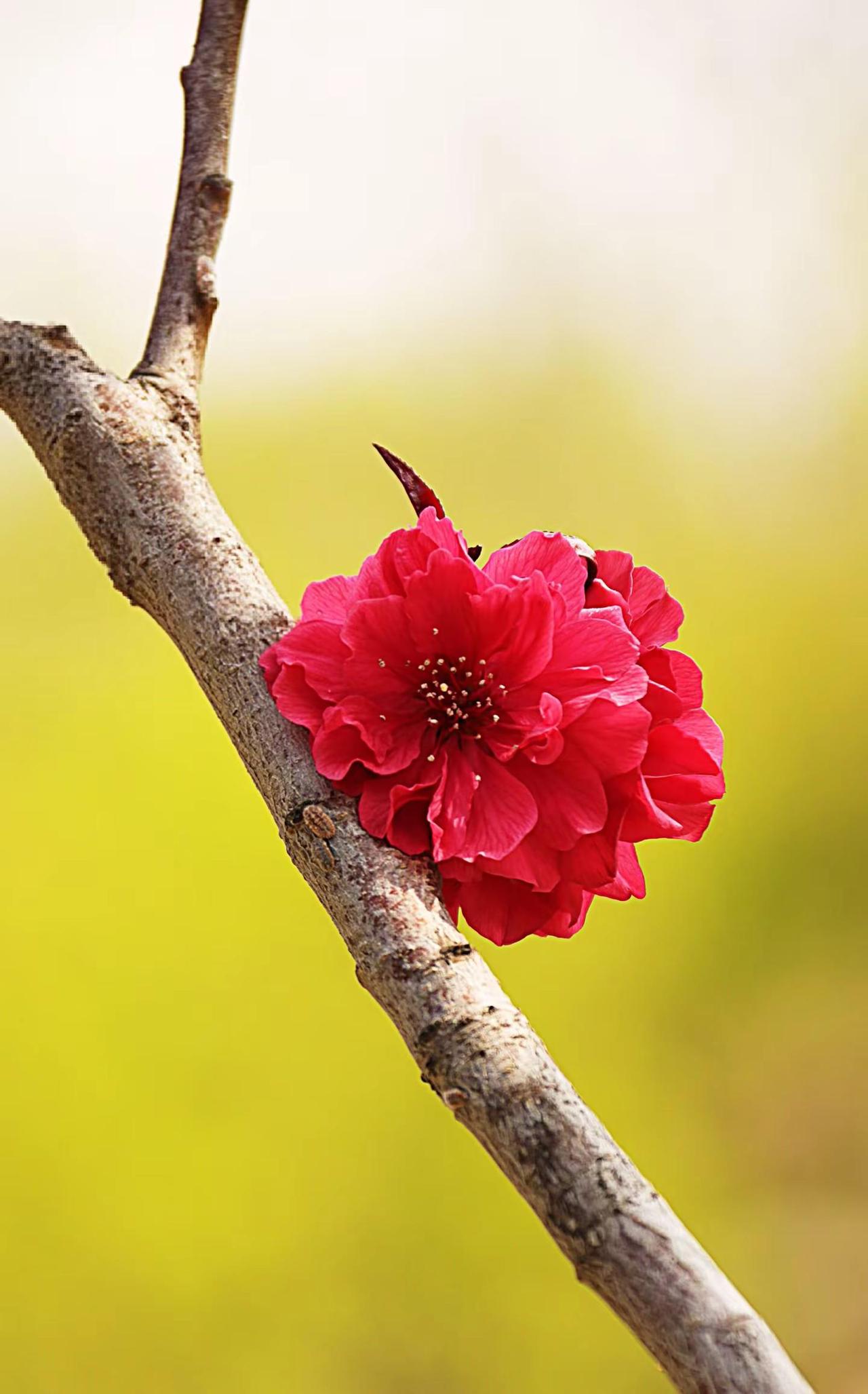 春风入怀鲜花盛开。拍花艺术 枝上红花 原创花草摄影 花卉摄影原创分享