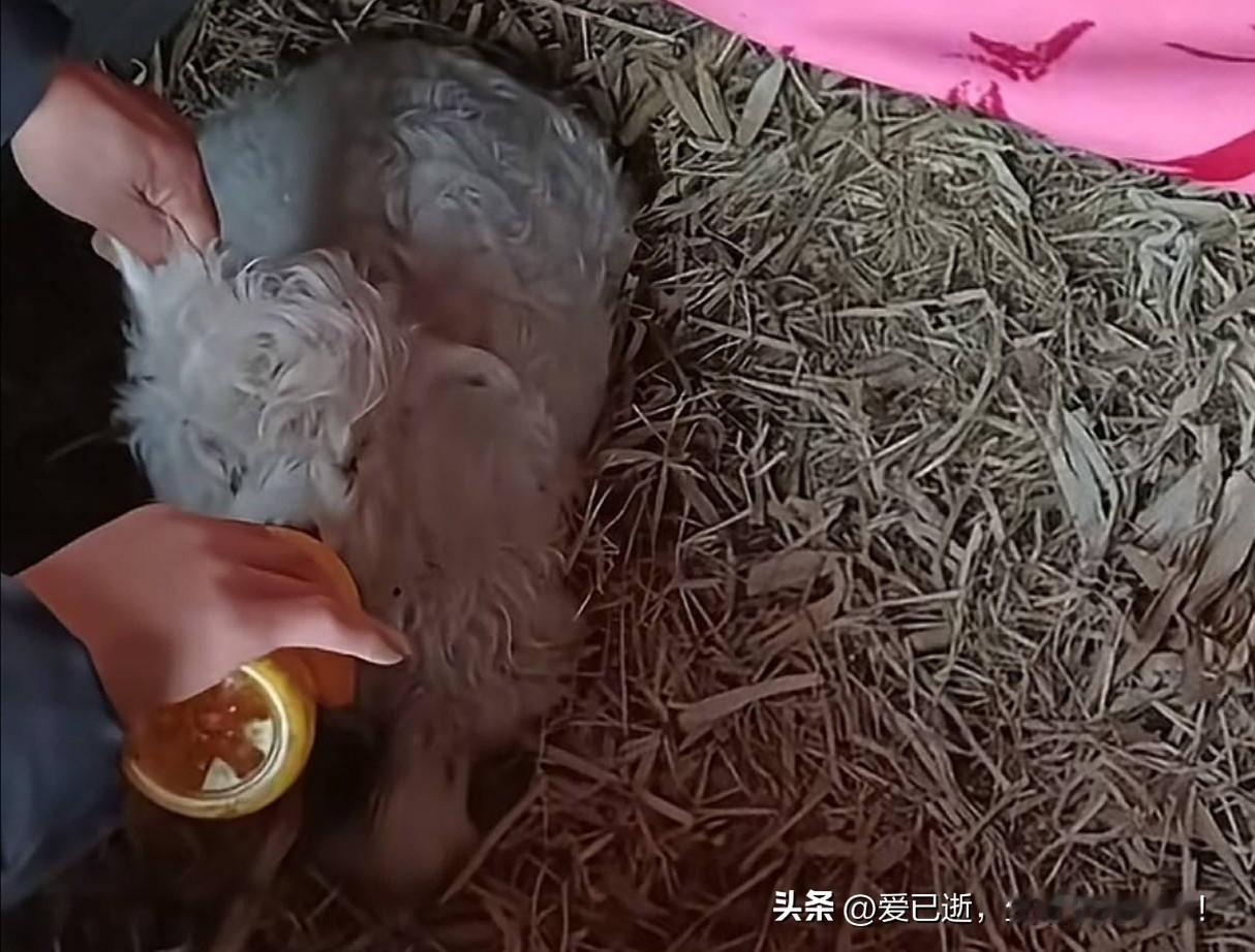 一只小羊羔居然价值13万，主人又可以大赚一笔了。如果主人还会玩自媒体的话那这只小