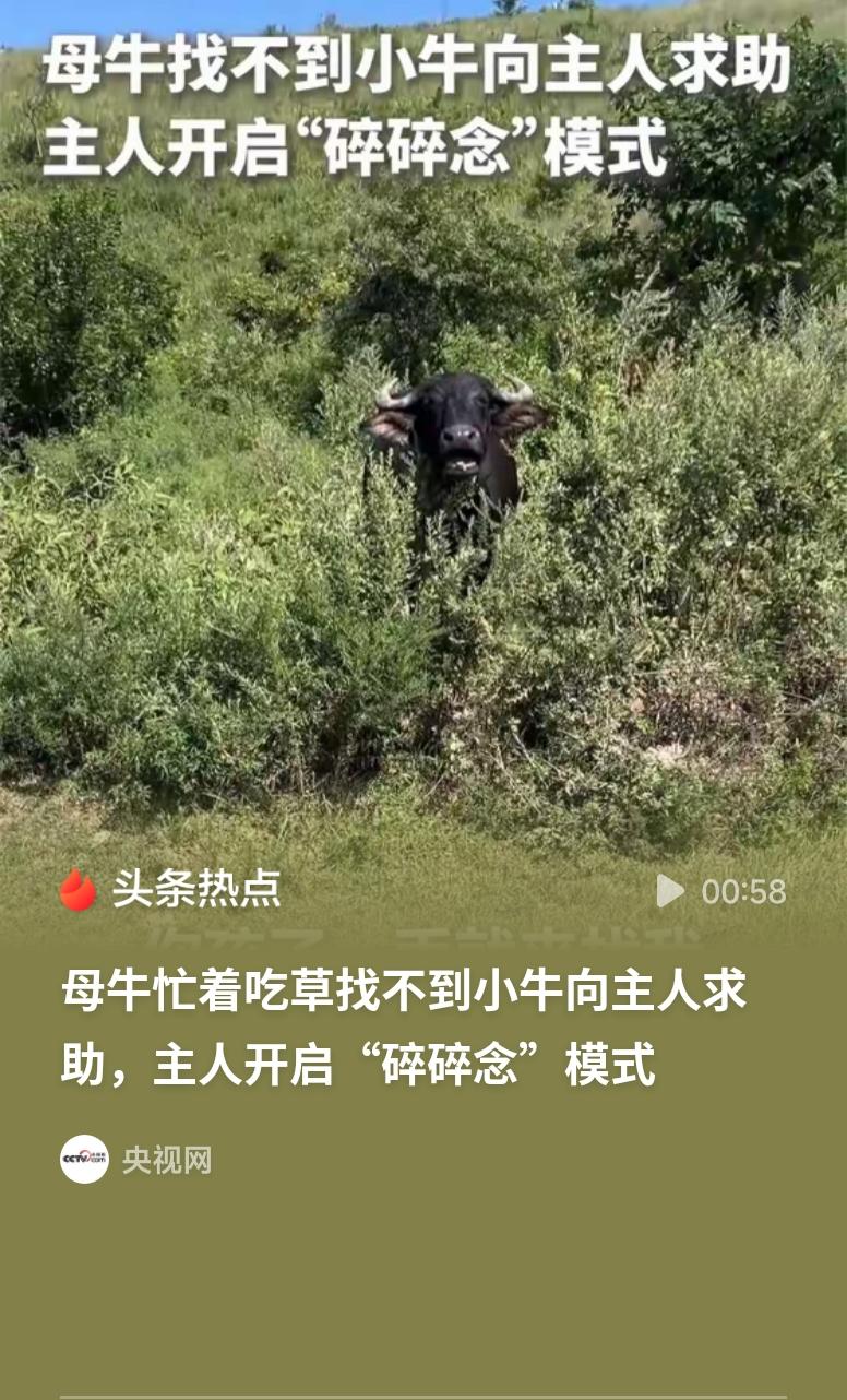 母牛把小牛弄丢了被主人叨叨母牛贪吃弄丢小牛，还知道主动找主人求助，实在太有灵性。