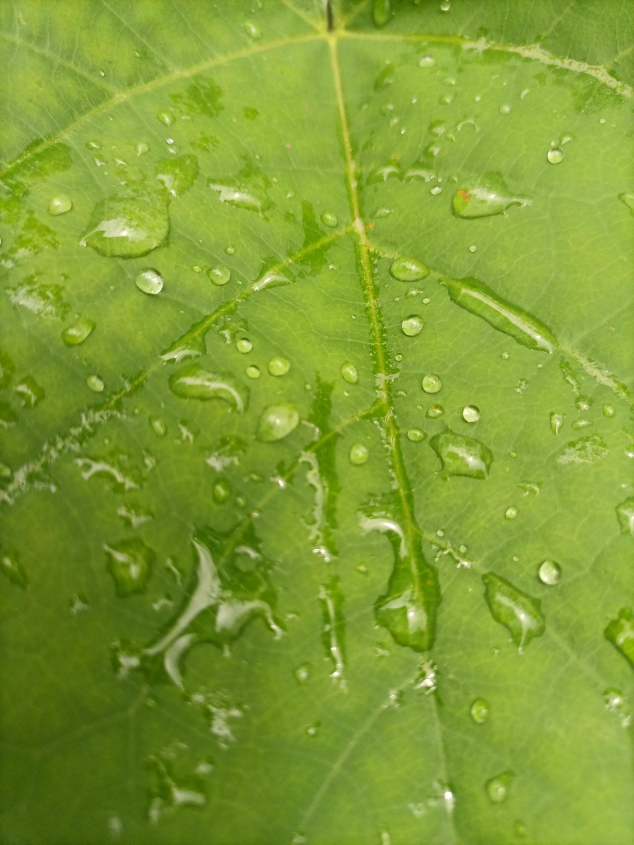 【夏之韵·雨，绿意盎然】记录我的2026
雨
绿意盎然。

叶有雨润，
雨有归途