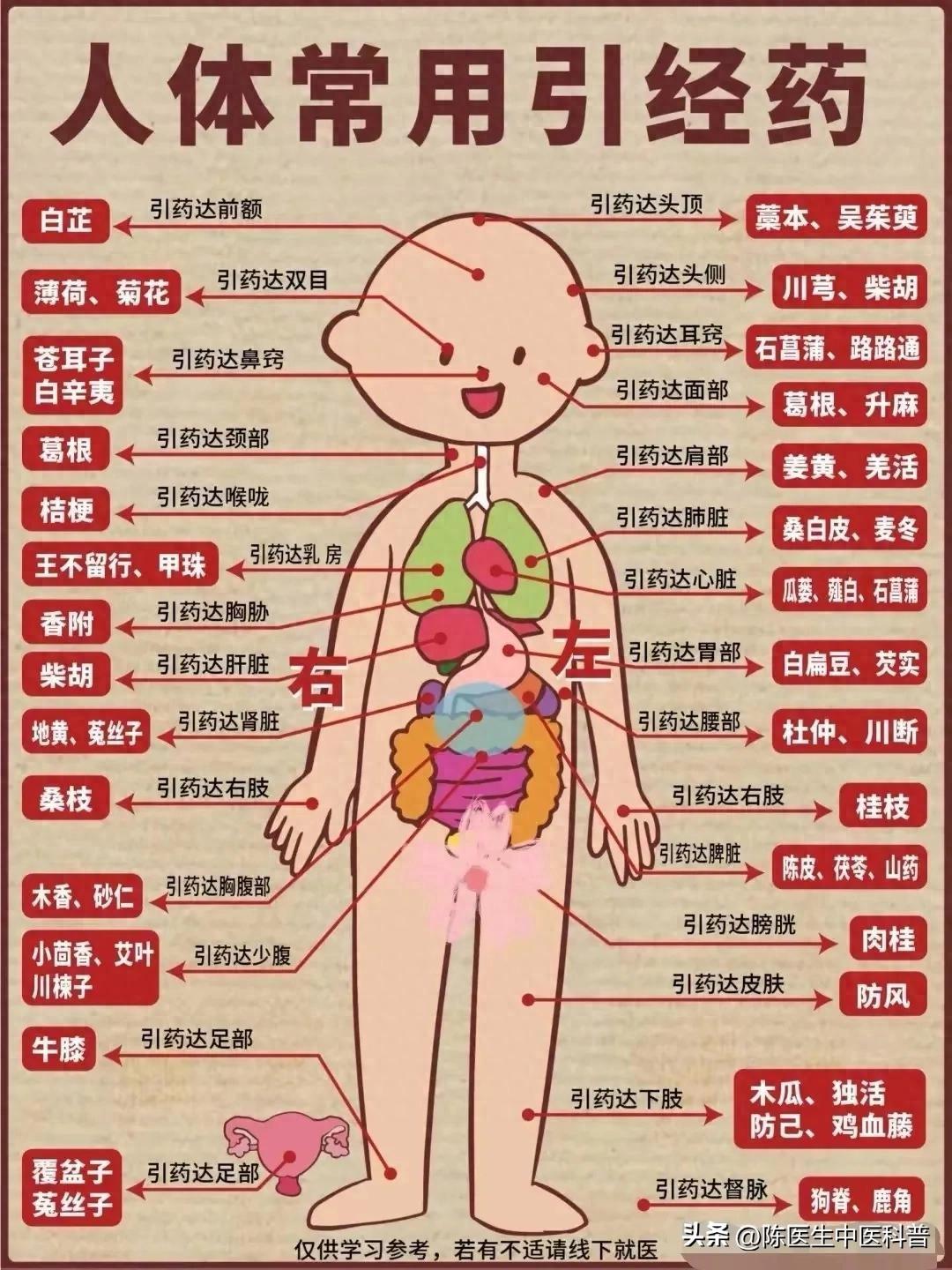 人体经络秘籍：揭秘常用引经药的神奇导向！